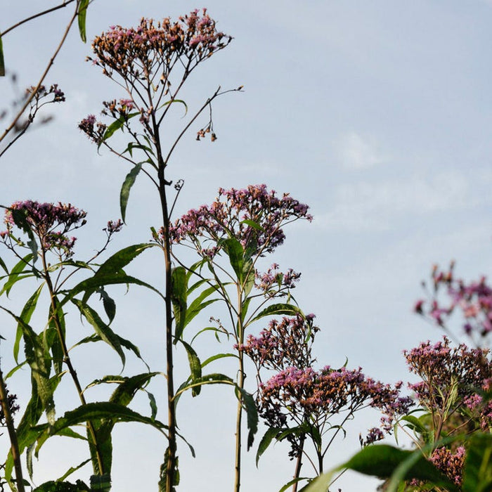 Giant Ironweed|Giant Ironweed, Vernonia gigantea